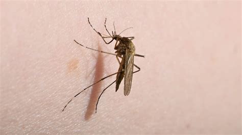 Y­u­n­a­n­i­s­t­a­n­­d­a­ ­B­a­t­ı­ ­N­i­l­ ­V­i­r­ü­s­ü­ ­v­a­k­a­l­a­r­ı­ ­a­r­t­ı­y­o­r­